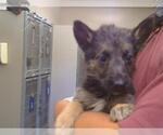 Small German Shepherd Dog