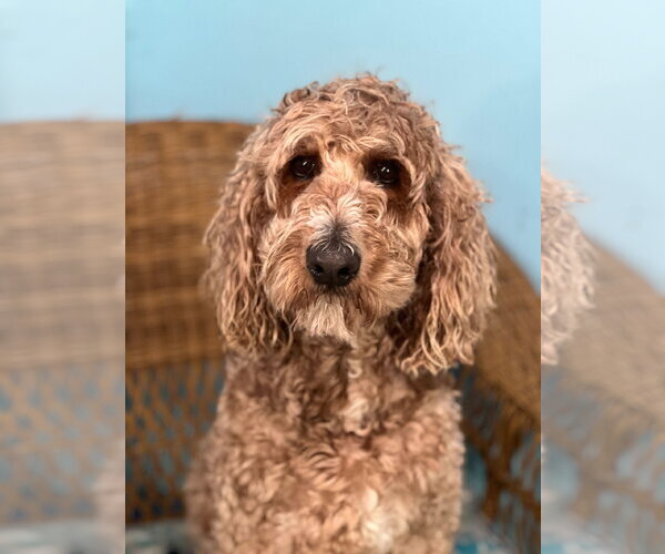 Medium Photo #8 Goldendoodle Puppy For Sale in Pacolet, SC, USA