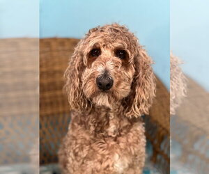 Trooper Dec 24 - Male Goldendoodle Dog for Adoption - Photo #8