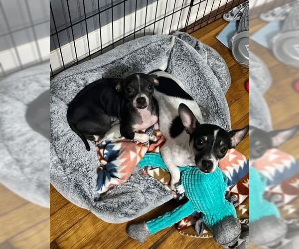 Medium Photo #7 Chihuahua-Unknown Mix Puppy For Sale in Grafton, WI, USA