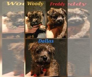 Cairn Terrier Puppy for Sale in FORNEY, Texas USA