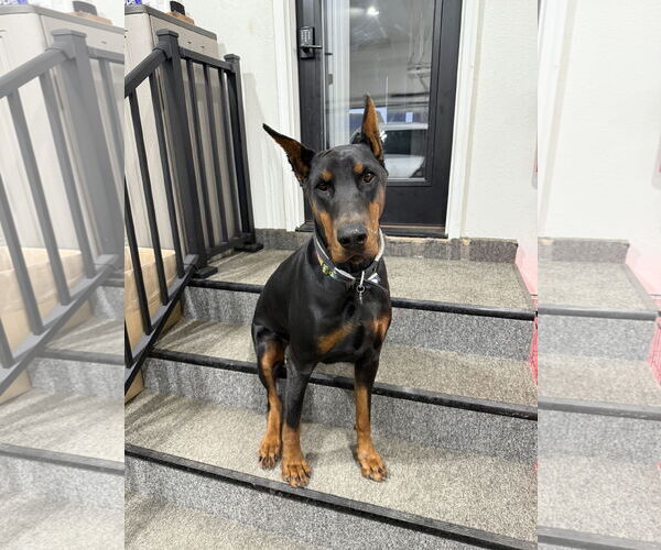Medium Photo #2 Doberman Pinscher Puppy For Sale in Buffalo, MN, USA