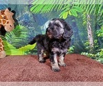 Small Photo #8 Goldendoodle (Miniature) Puppy For Sale in BLACK FOREST, CO, USA