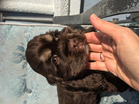 Medium Photo #1 Cocker Spaniel Puppy For Sale in LAKELAND, FL, USA