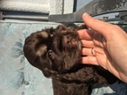 Small Photo #1 Cocker Spaniel Puppy For Sale in LAKELAND, FL, USA