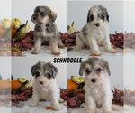 Small #12 Schnoodle (Miniature)