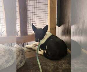 Nova - Female Mutt Dog for Adoption - Photo #3