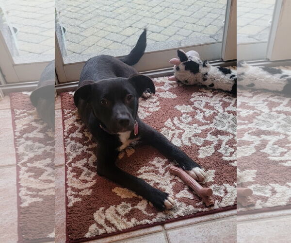 Medium Photo #4 Labrador Retriever-Unknown Mix Puppy For Sale in Oakhurst, NJ, USA