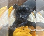 Small #3 Schnauzer (Miniature)