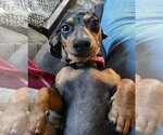 Small Photo #4 Dachshund Puppy For Sale in Shelbyville, TN, USA