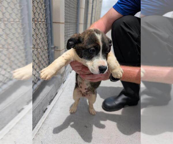 Medium Photo #1 Dutch Shepherd -Unknown Mix Puppy For Sale in Corpus Christi, TX, USA