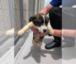 Dutch Shepherd -Unknown Mix Dogs for adoption in Corpus Christi, TX, USA