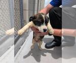 Small Dutch Shepherd Mix