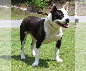 American Pit Bull Terrier-Unknown Mix Dogs for adoption in Prattville, AL, USA