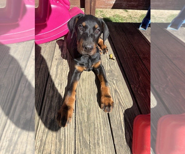 Medium Photo #2 Doberman Pinscher Puppy For Sale in AKRON, OH, USA