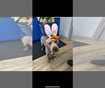 Small #4 Mutt