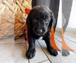 Small #4 Miniature Labradoodle