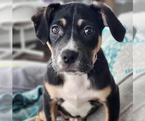 Boxer-Unknown Mix Dogs for adoption in Brooklyn Center, MN, USA