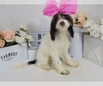 Small Photo #3 Cockapoo Puppy For Sale in COLLEGE STA, TX, USA