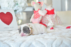 Small Photo #5 French Bulldog Puppy For Sale in FORT LAUDERDALE, FL, USA
