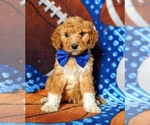Small Photo #3 Goldendoodle Puppy For Sale in GLEN ROCK, PA, USA