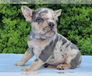 French Bulldog Puppy for sale in BOSTON, MA, USA