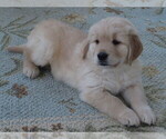 Small Photo #6 English Cream Golden Retriever Puppy For Sale in MECHANICSVILLE, MD, USA