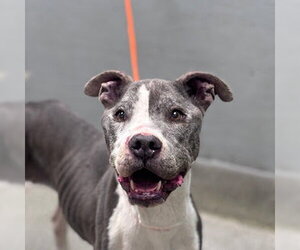 Mutt Dogs for adoption in Las Vegas, NV, USA