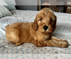Goldendoodle Puppy for sale in PENSACOLA, FL, USA