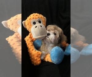 Havanese Puppy for sale in LIVONIA, MI, USA