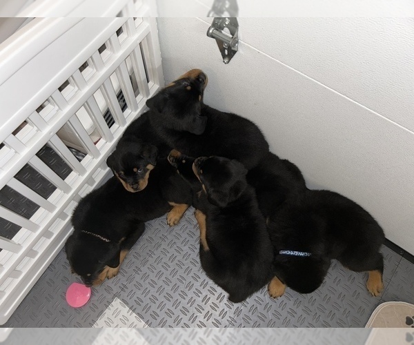 Medium Photo #5 Rottweiler Puppy For Sale in PORTLAND, OR, USA
