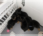 Small Photo #5 Rottweiler Puppy For Sale in PORTLAND, OR, USA