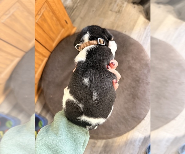 Medium Photo #2 Jack Russell Terrier Puppy For Sale in FREEMAN, MO, USA