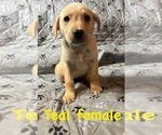 Puppy Teal Golden Labrador