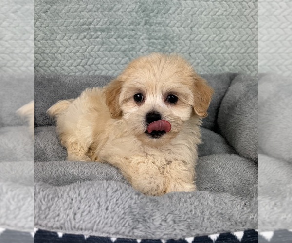 Medium Photo #4 Maltipoo Puppy For Sale in FRANKLIN, IN, USA