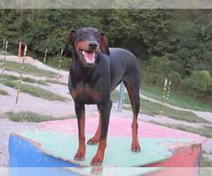 Mother of the Doberman Pinscher puppies born on 08/20/2024