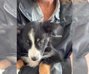 Lizzie Borden - Female Border Collie Dog for Adoption - Photo #3