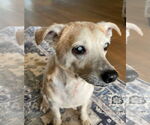 Small #1 Chihuahua Mix