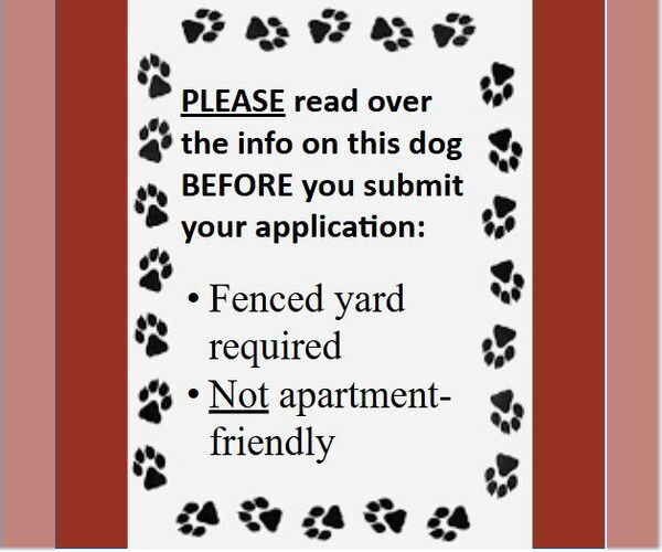 Medium Photo #4 Mutt Puppy For Sale in Fargo, ND, USA