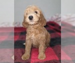 Small #12 Goldendoodle