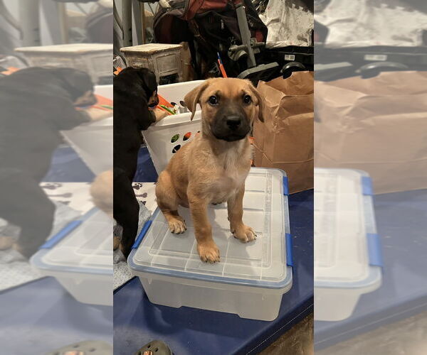 Medium Photo #1 German Shepherd Dog-Unknown Mix Puppy For Sale in Dana Point, CA, USA