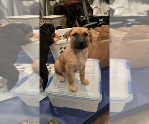 German Shepherd Dog-Unknown Mix Dogs for adoption in Dana Point, CA, USA