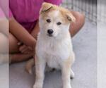 Small #8 Siberian Husky Mix