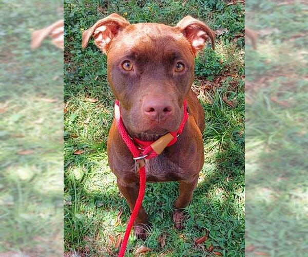 Medium Photo #1 American Staffordshire Terrier Puppy For Sale in Fort Lauderdale, FL, USA