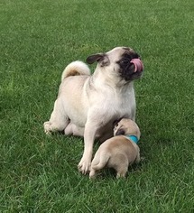Mother of the Pug puppies born on 08/26/2018