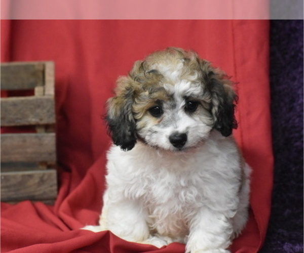 Medium Photo #4 Bichpoo Puppy For Sale in ELDORADO, OH, USA
