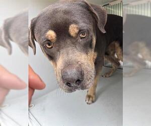Rottweiler-Unknown Mix Dogs for adoption in Houston, TX, USA