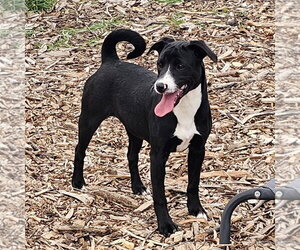 Regina - Female Labrador Retriever Dog for Adoption - Photo #2