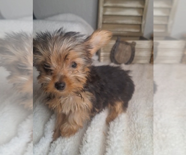Medium Photo #4 Yorkshire Terrier Puppy For Sale in JASONVILLE, IN, USA