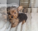 Small #3 Yorkshire Terrier